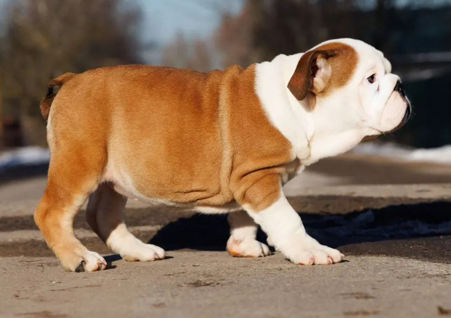 English Bulldog Girl Puppy for Sale in Illinois (IL)