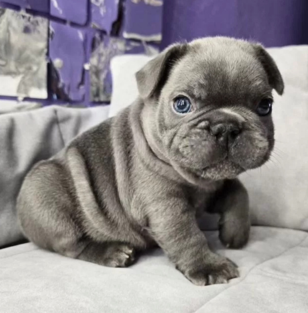 French Bulldog Puppy for Sale in Michigan (MI)