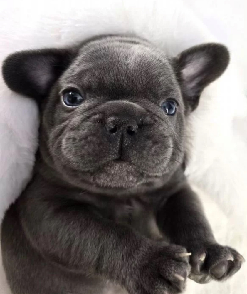 French Bulldog Puppy for Sale in Michigan (MI)
