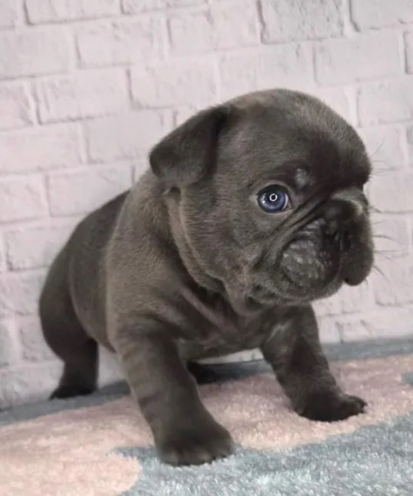French Bulldog Puppy for Sale in Michigan (MI)