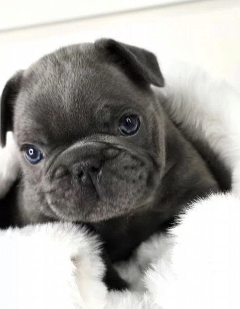 French Bulldog Puppy for Sale in Michigan (MI)