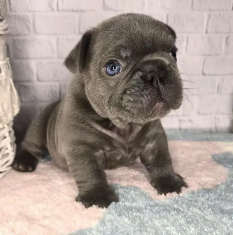 French Bulldog Puppy for Sale in Michigan (MI)