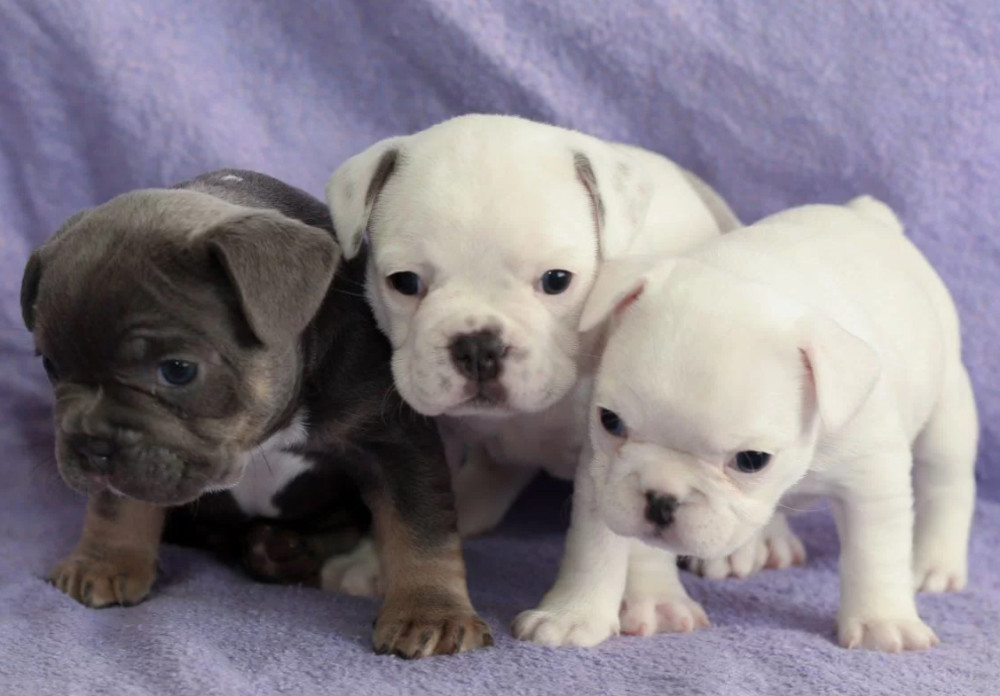 French Bulldog Puppies for Sale (6 Weeks Old)
