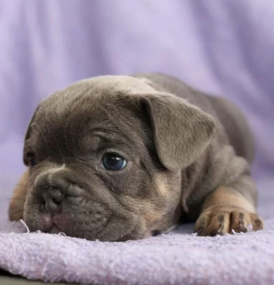 French Bulldog Puppies for Sale (6 Weeks Old)