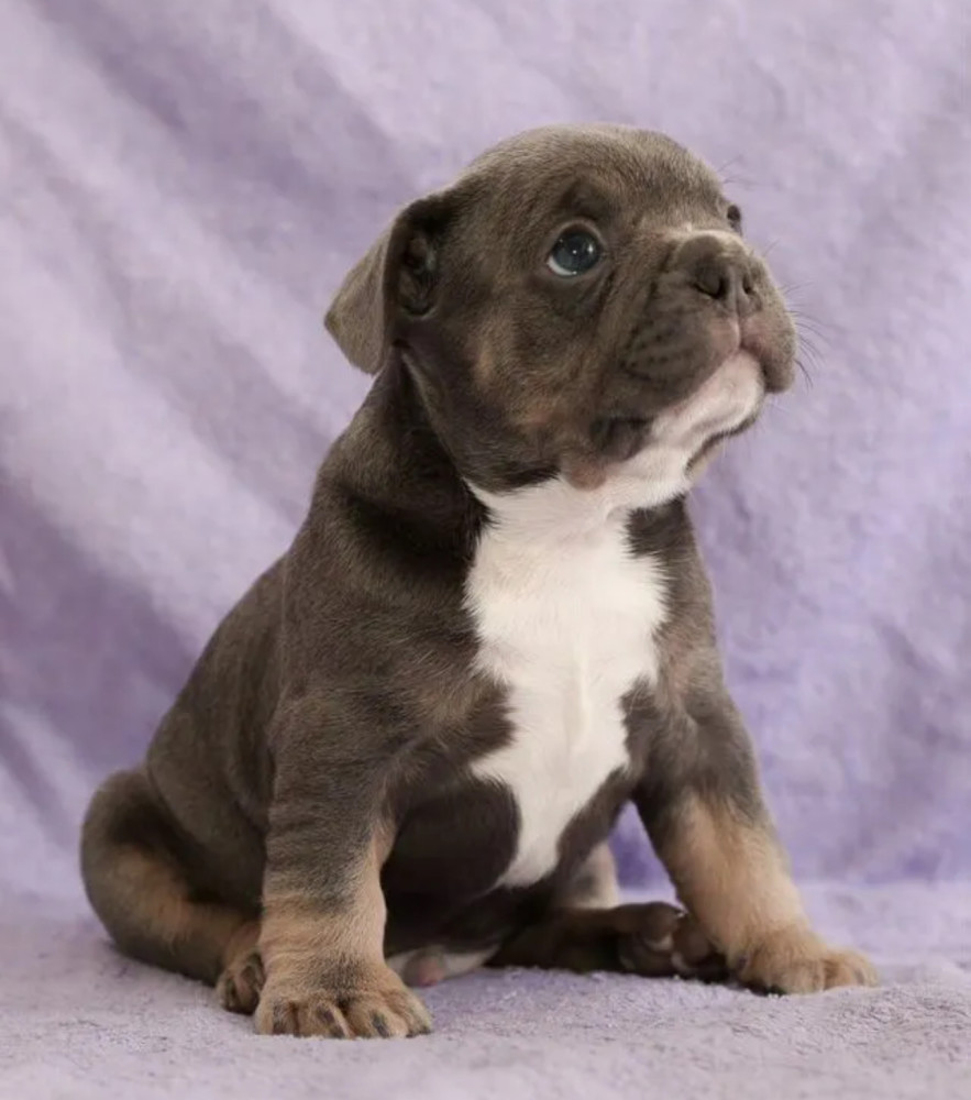 French Bulldog Puppies for Sale (6 Weeks Old)