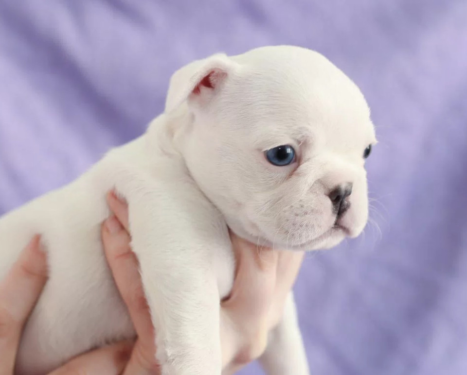 French Bulldog Puppies for Sale (6 Weeks Old)
