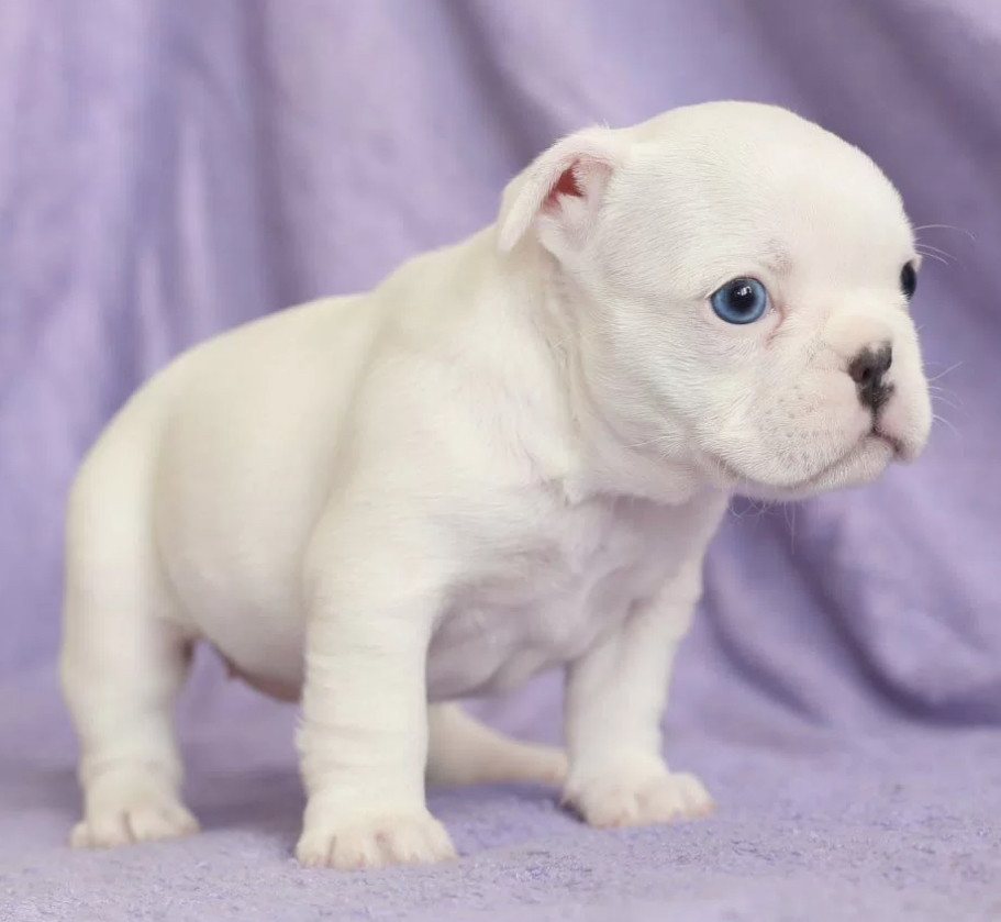 French Bulldog Puppies for Sale (6 Weeks Old)