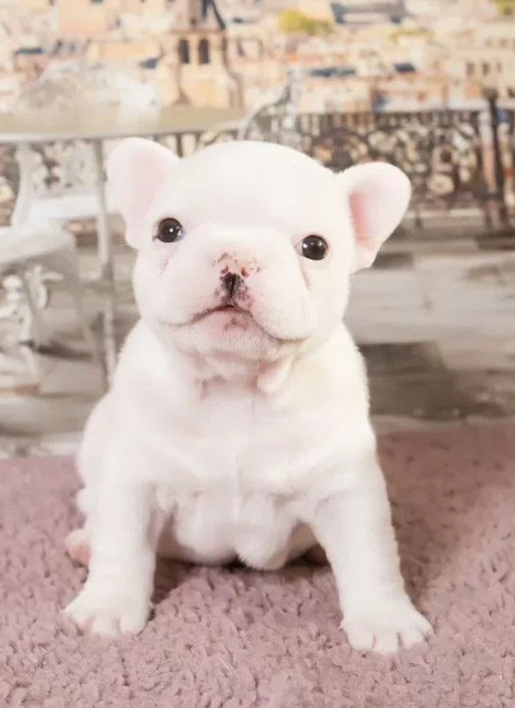 French Bulldog Puppies for Sale (6 Weeks Old)