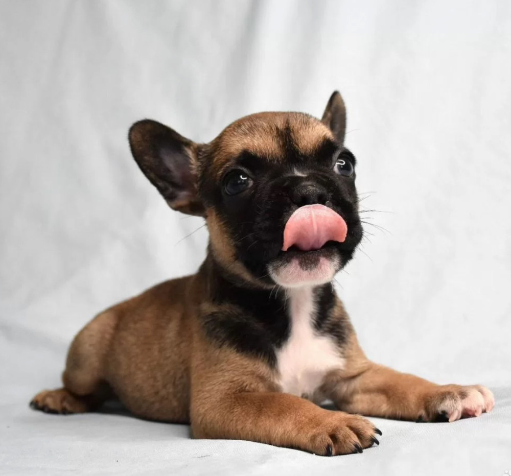 French Bulldog Boy for Sale in New York (NY)