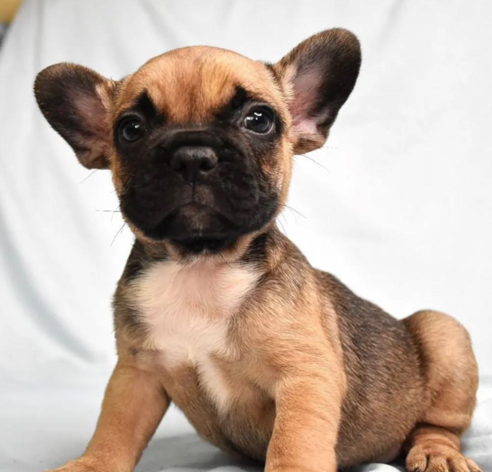 French Bulldog Boy for Sale in New York (NY)