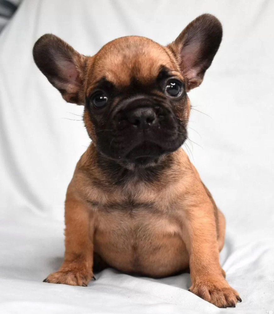 French Bulldog Boy for Sale in New York (NY)