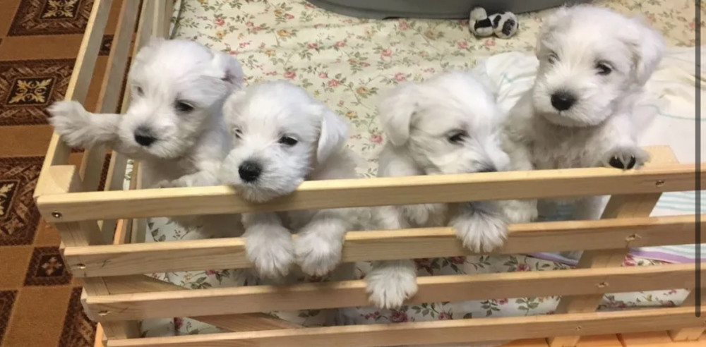 Miniature Schnauzer Puppies for Sale in New York (NY)