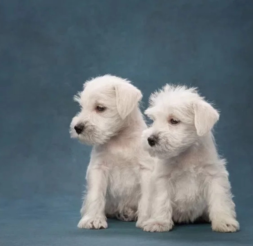 Miniature Schnauzer Puppies for Sale in New York (NY)