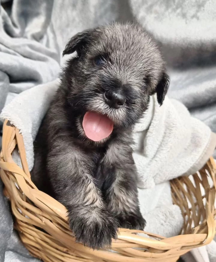 Miniature Schnauzer Puppy for Sale in California (CA)
