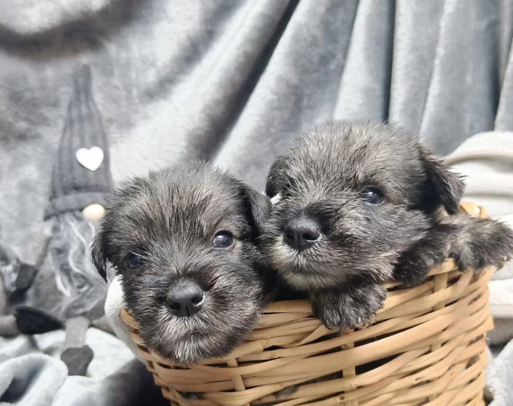 Miniature Schnauzer Puppy for Sale in California (CA)