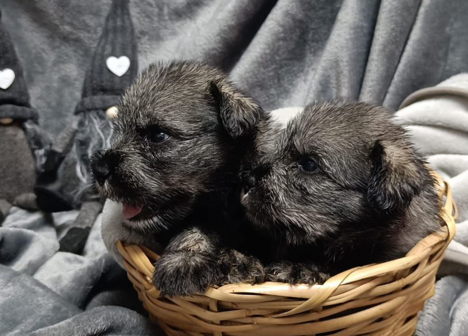 Miniature Schnauzer Puppy for Sale in California (CA)