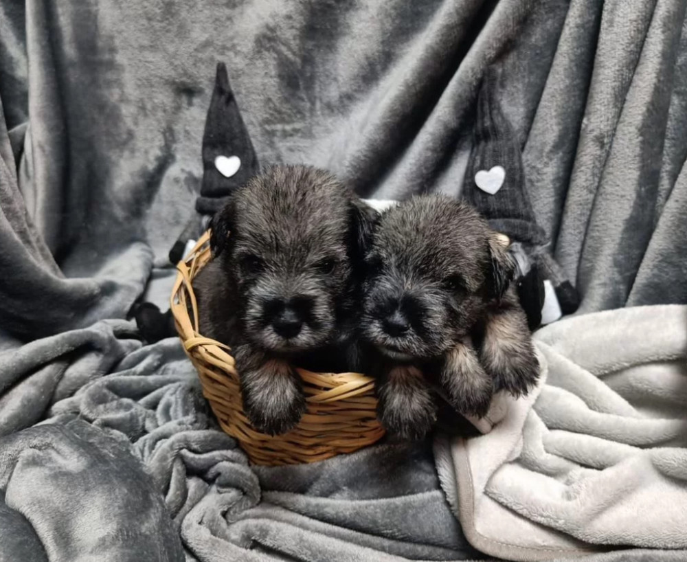 Miniature Schnauzer Puppy for Sale in California (CA)