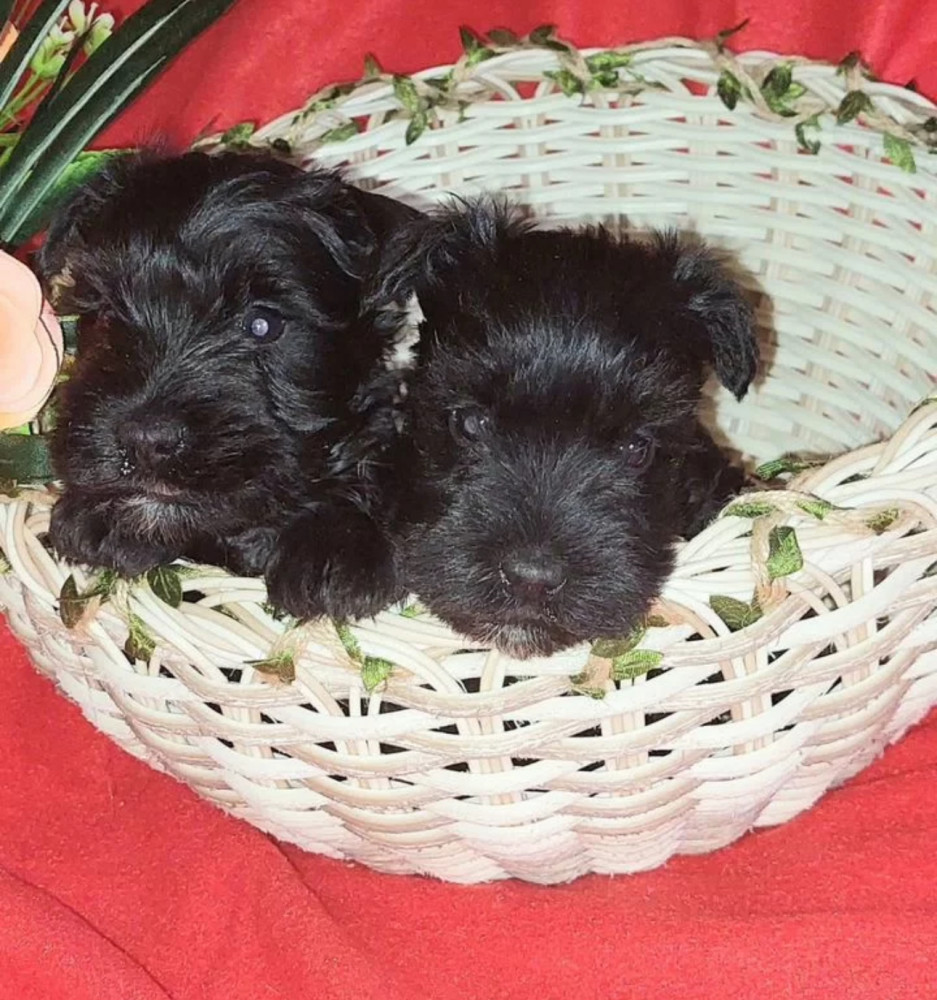 Miniature Schnauzer Puppies for Sale in New York (NY)