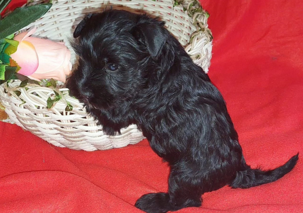 Miniature Schnauzer Puppies for Sale in New York (NY)