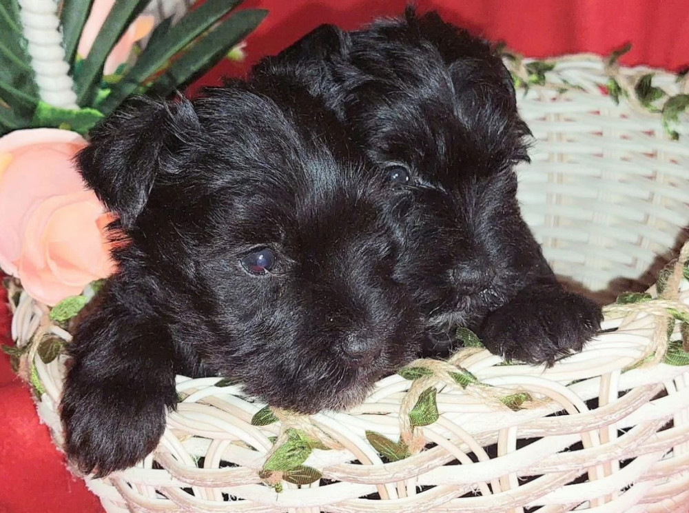Miniature Schnauzer Puppies for Sale in New York (NY)