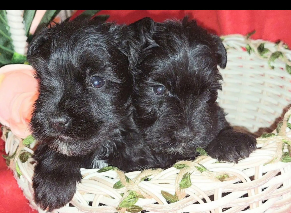 Miniature Schnauzer Puppies for Sale in New York (NY)