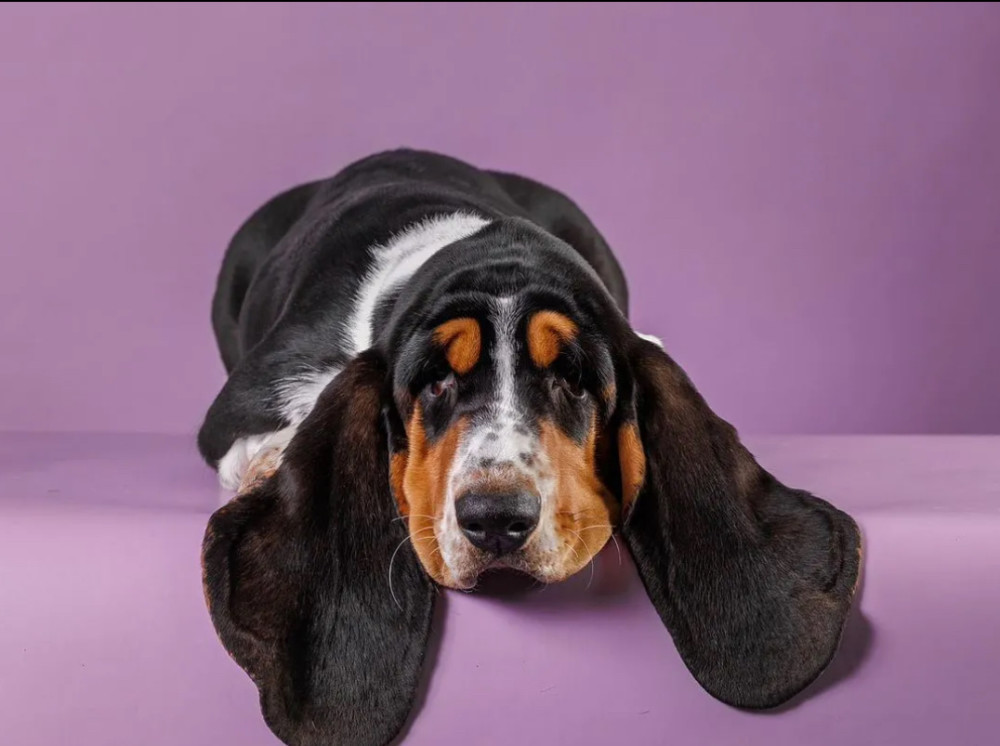 Basset Hound Puppy for Sale Male, 3 Months Old Phoenix, AZ