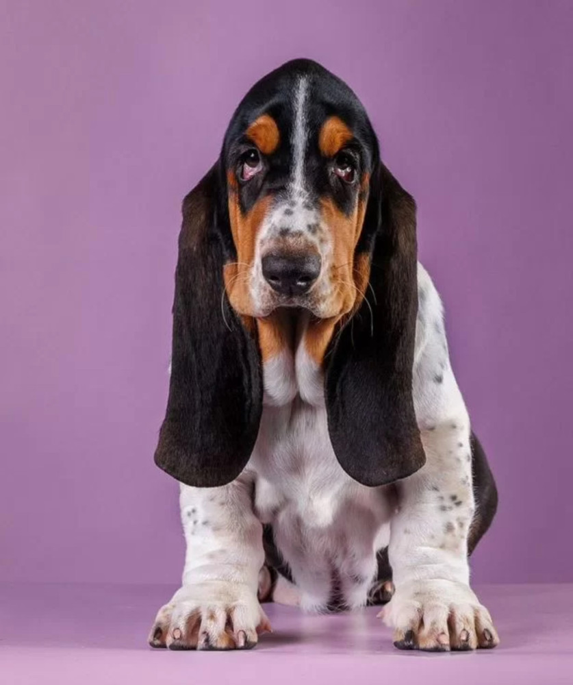 Basset Hound Puppy for Sale Male, 3 Months Old Phoenix, AZ