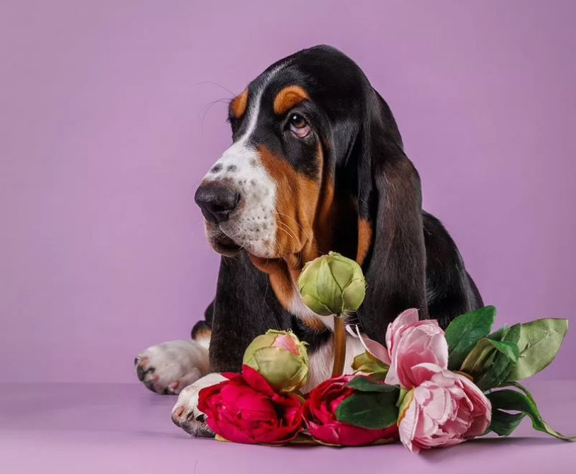 Basset Hound Puppy for Sale Male, 3 Months Old Phoenix, AZ