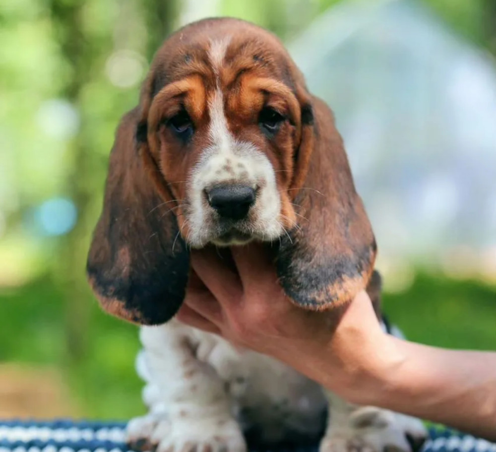 Basset Hound Puppies for Sale Male and Female Brooklyn, NY