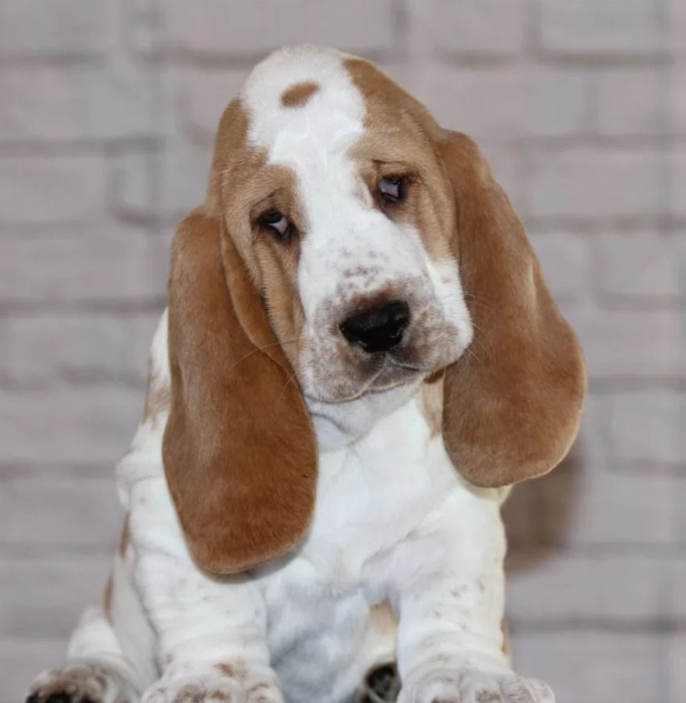 Basset Hound Puppies for Sale Male and Female Brooklyn, NY