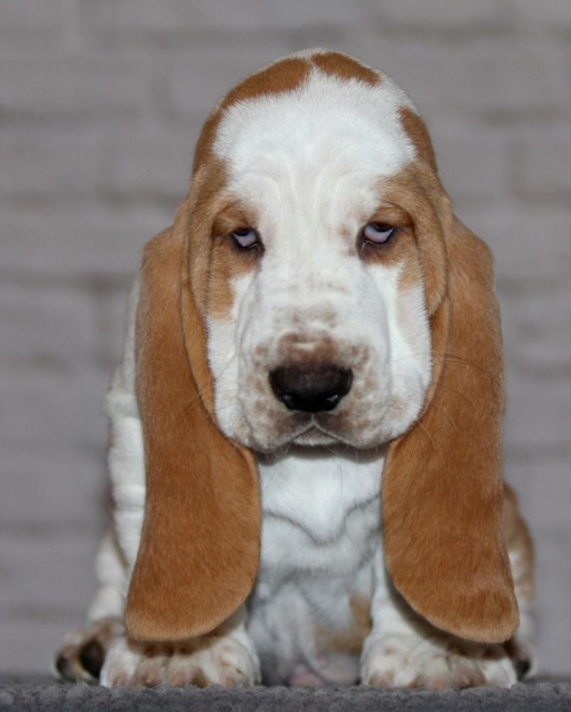 Basset Hound Puppies for Sale Male and Female Brooklyn, NY