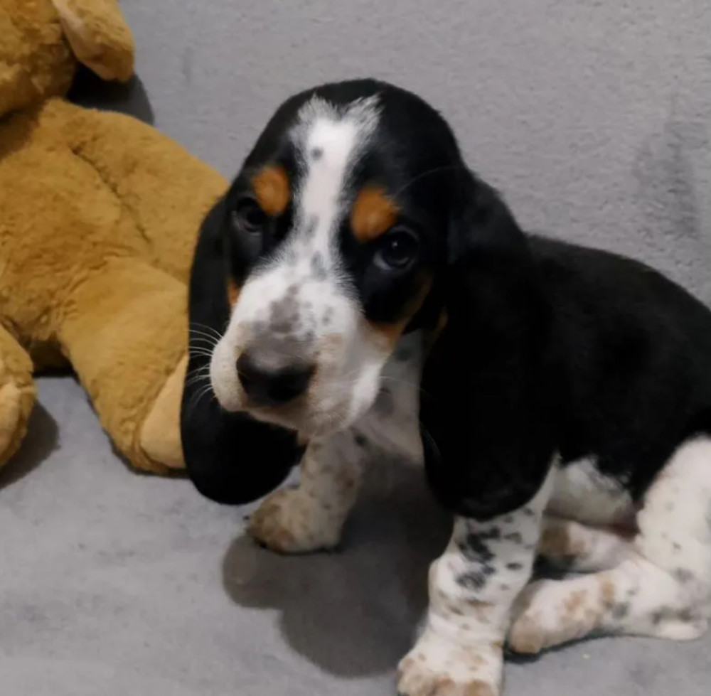 Female Basset Hound Puppy Looking for a Home San Antonio, TX