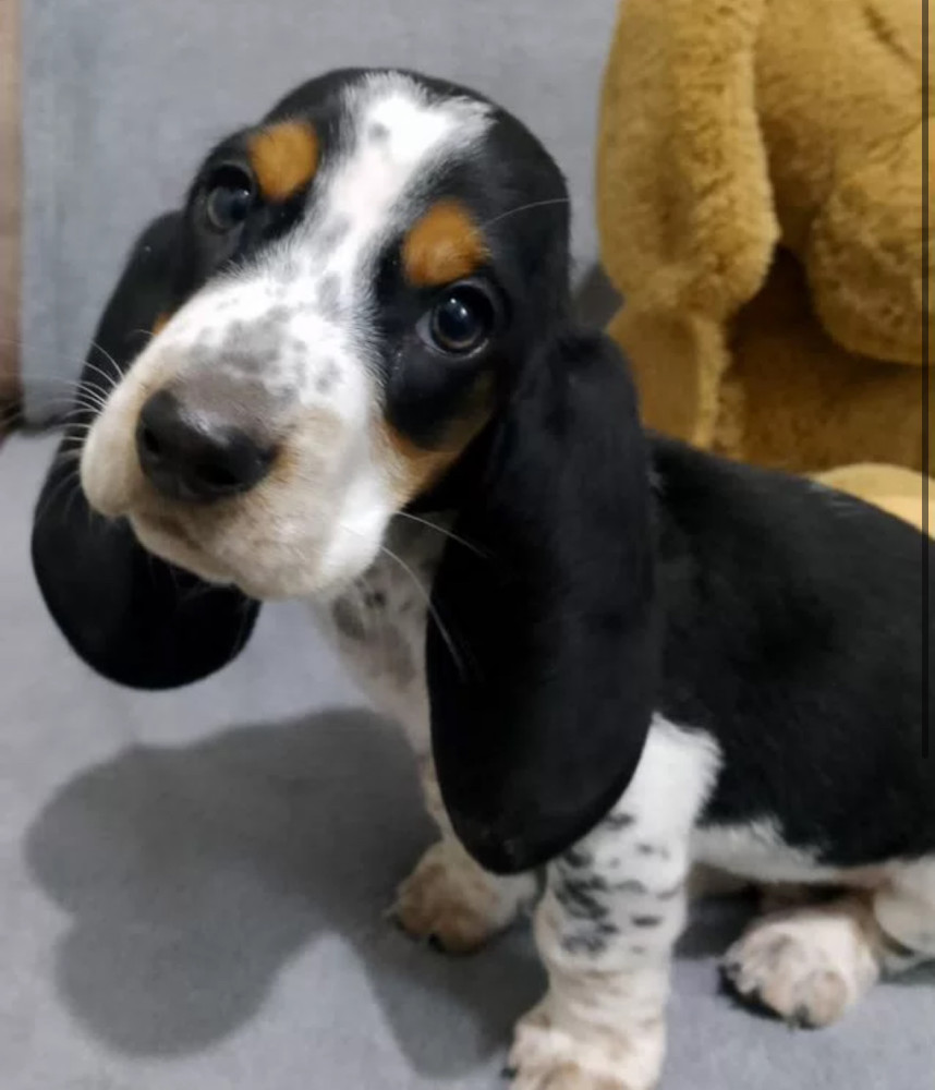 Female Basset Hound Puppy Looking for a Home San Antonio, TX
