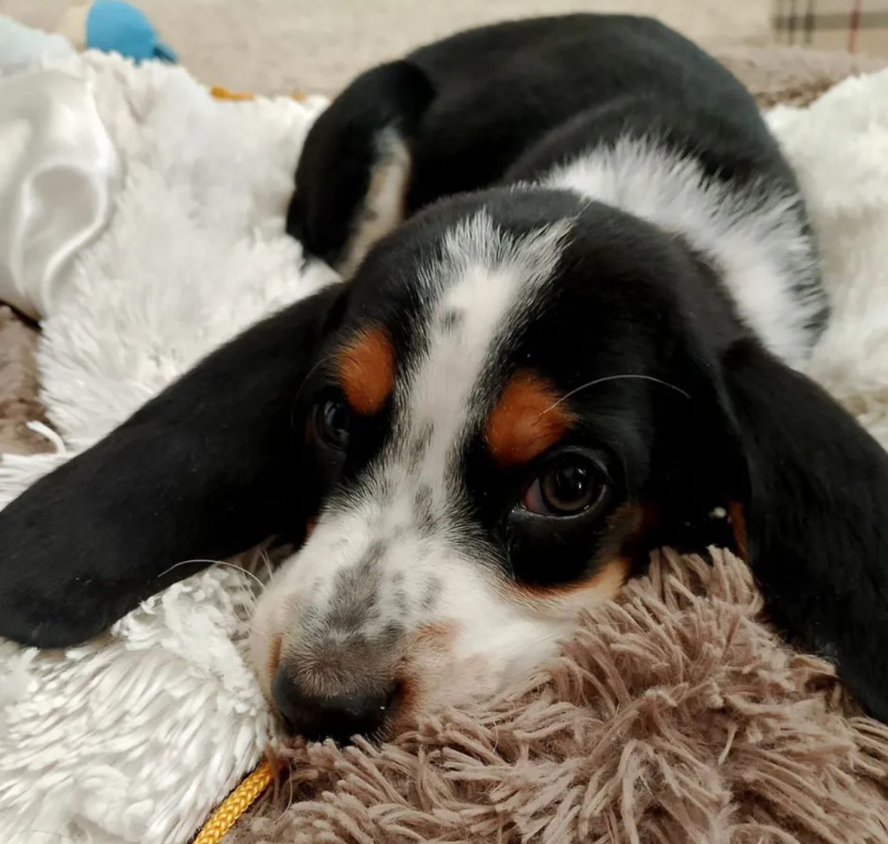 Female Basset Hound Puppy Looking for a Home San Antonio, TX