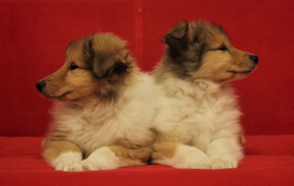 Buy Adorable Collie Puppies, Males, 6 Weeks Old Nevada (NV)
