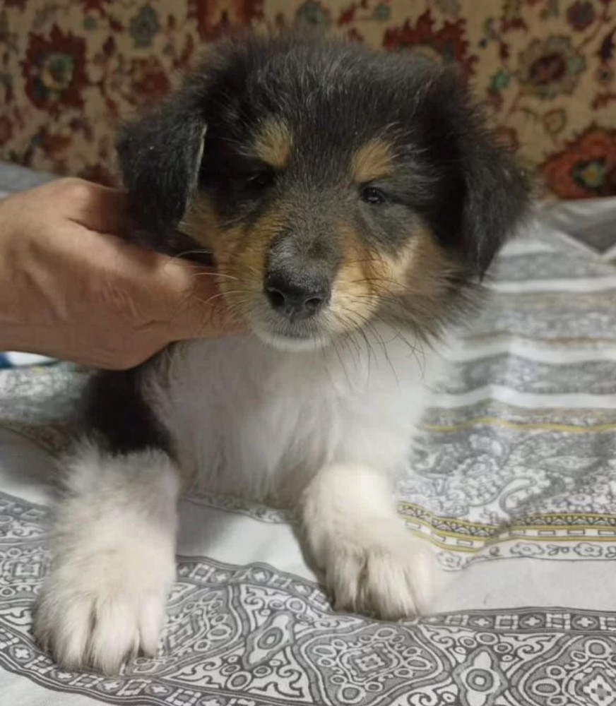 Buy Adorable Collie Puppies, Males, 6 Weeks Old Nevada (NV)