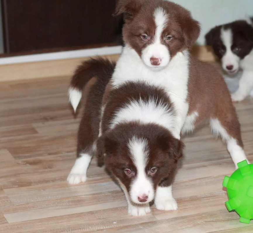 Collie Puppies for Sale in Texas (TX)