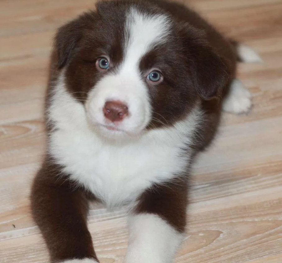 Collie Puppies for Sale in Texas (TX)