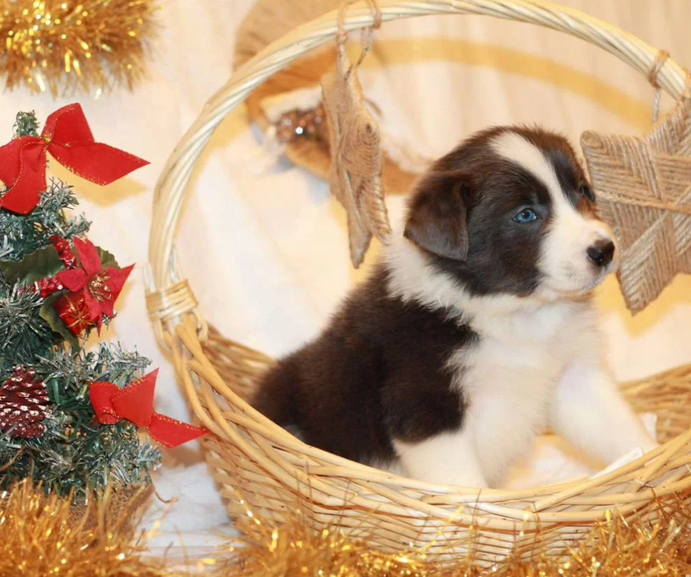 Collie Puppies for Sale in Texas (TX)
