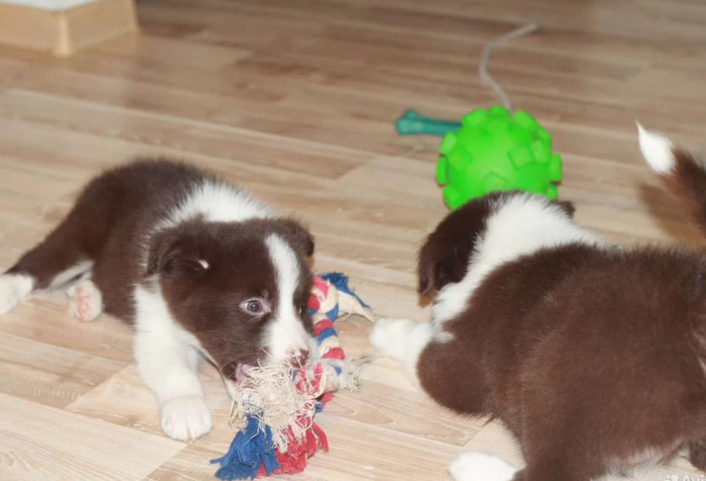 Collie Puppies for Sale in Texas (TX)