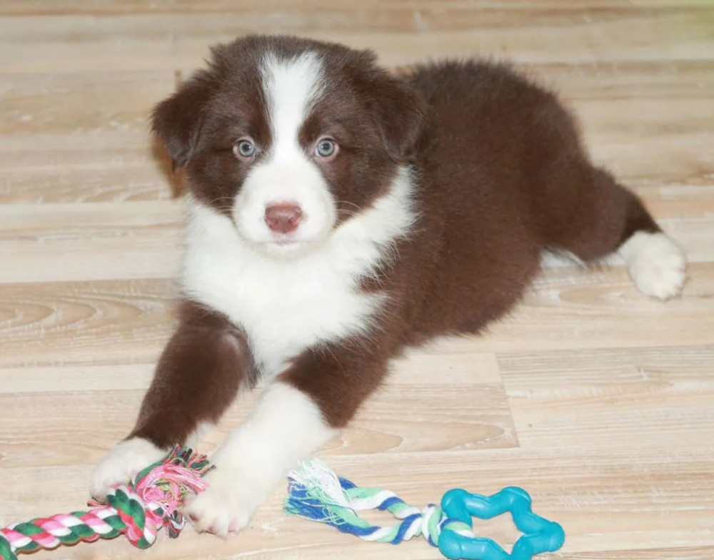 Collie Puppies for Sale in Texas (TX)