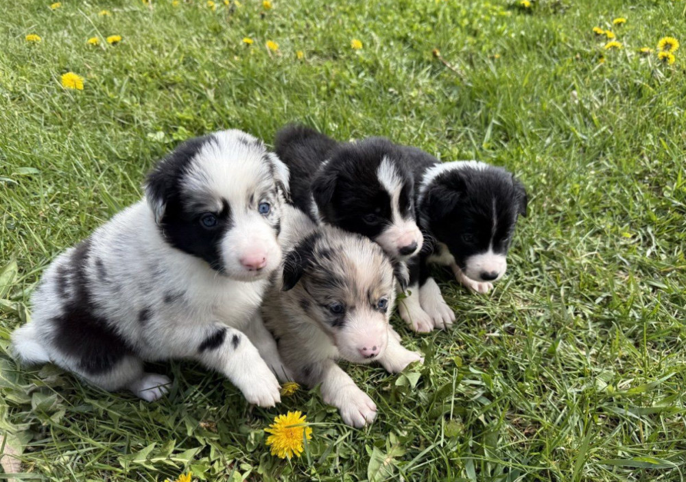 Collie Puppies Ready for Sale in Arizona (AZ)