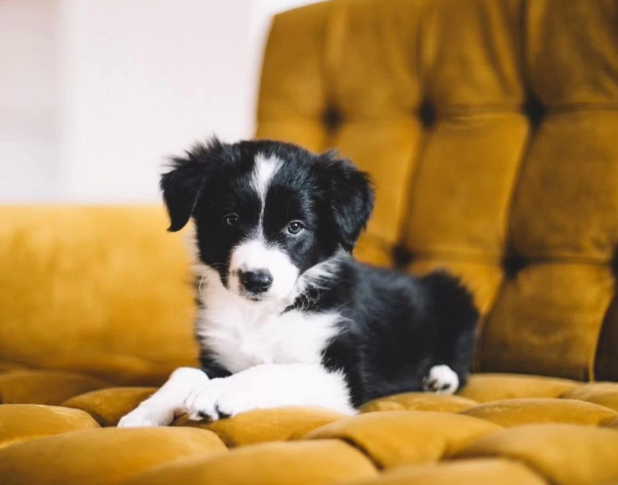 Collie Puppies Ready for Sale in Arizona (AZ)