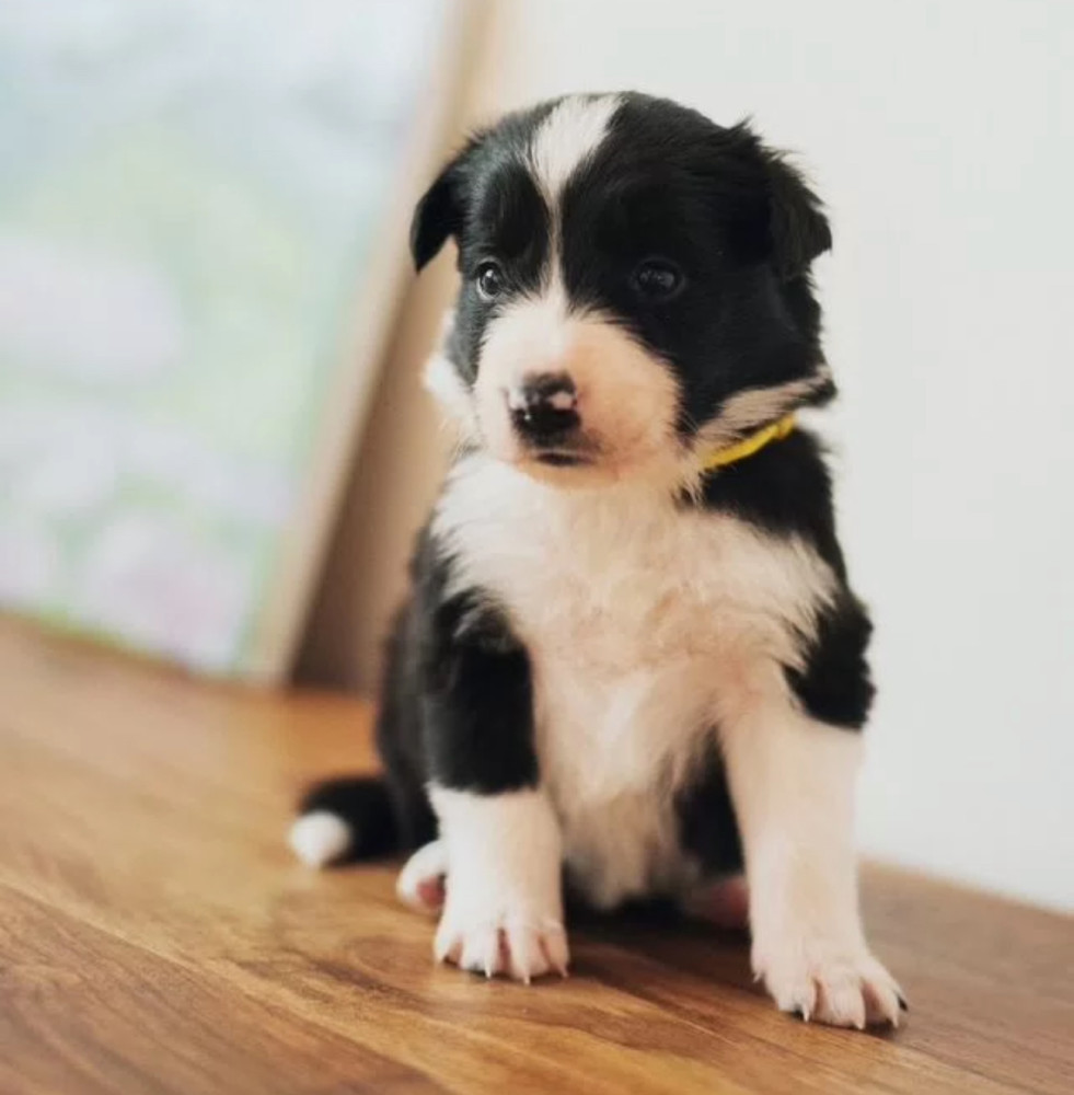 Collie Puppies Ready for Sale in Arizona (AZ)