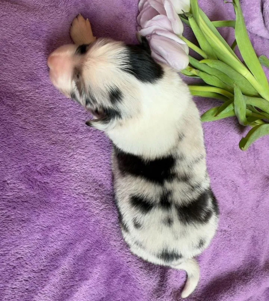 Collie Puppies Ready for Sale in Arizona (AZ)