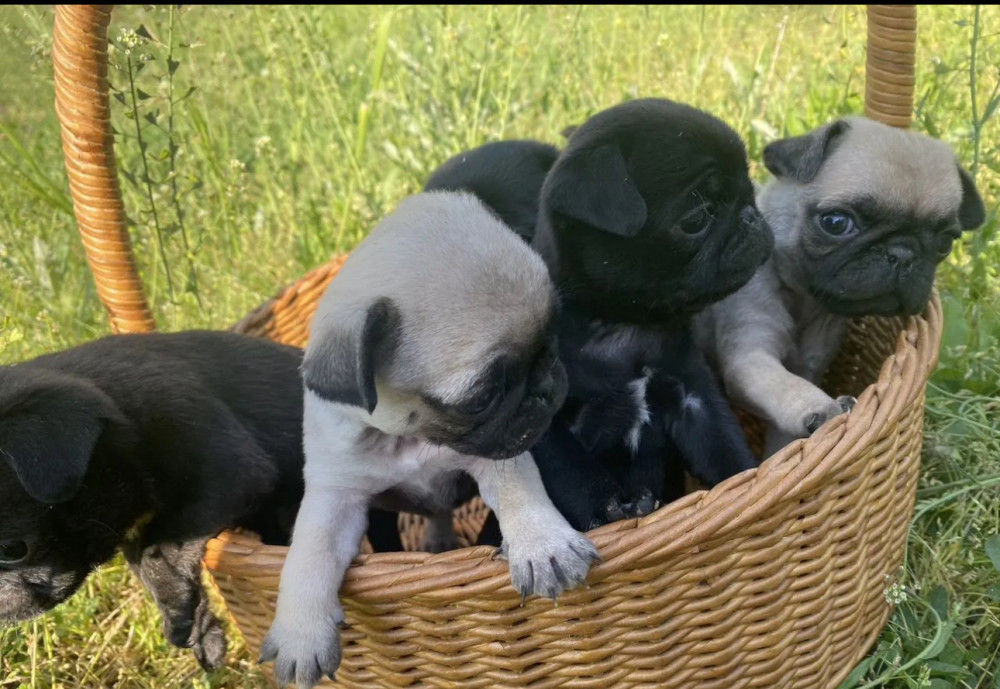 Pug Puppies for Sale in Texas (TX)