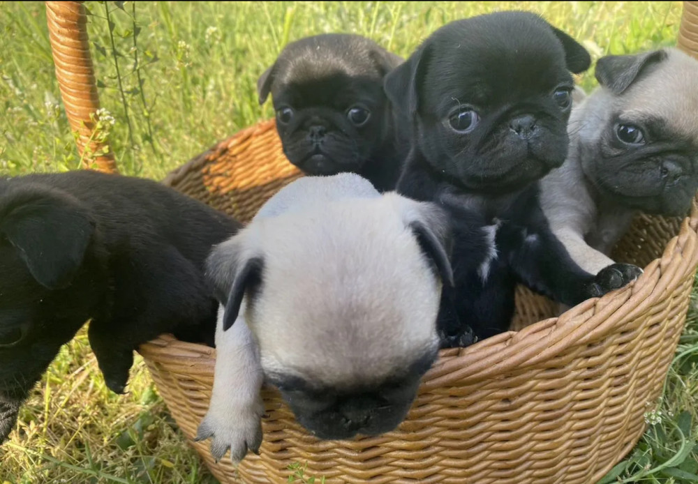 Pug Puppies for Sale in Texas (TX)