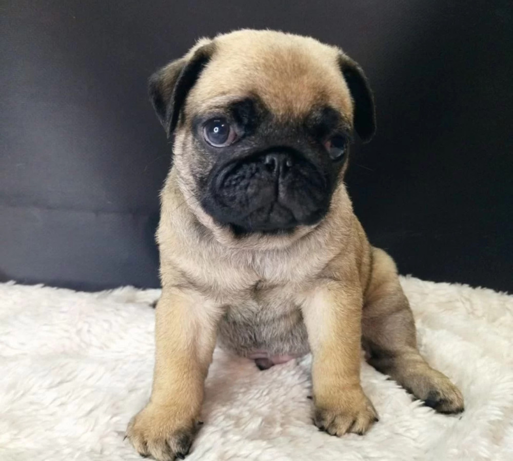 Pug Girl Looking for a New Family 12 Weeks Old Dallas (Texas)