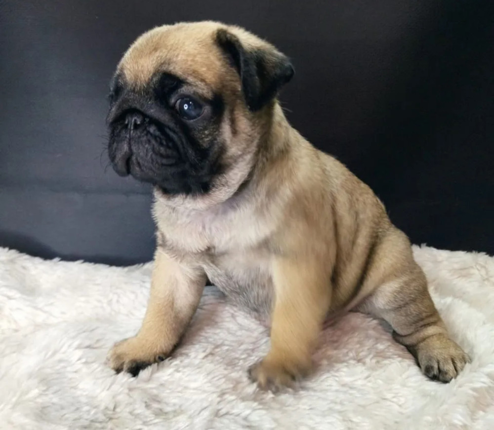 Pug Girl Looking for a New Family 12 Weeks Old Dallas (Texas)