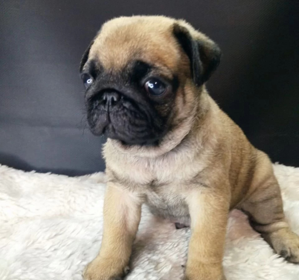Pug Girl Looking for a New Family 12 Weeks Old Dallas (Texas)